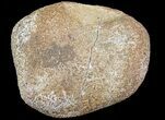 Hadrosaur Toe Bone - Alberta (Disposition #-) #71666-2